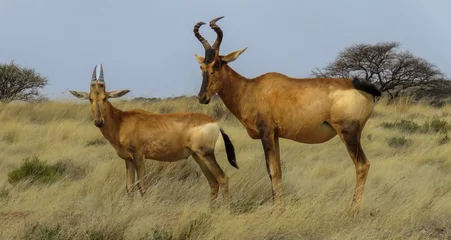 Foto op Canvas Red hartebeest bull and calf (Alcelaphus caama), Mokala National Park. © Adrian