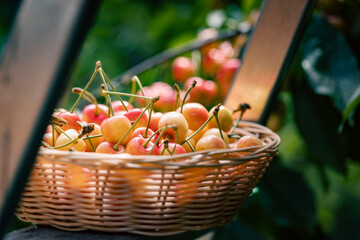 The wicker basket, full of ripe picked cherries on the stair rung ladder in the summer orchard in front of tree branches. - 779063475