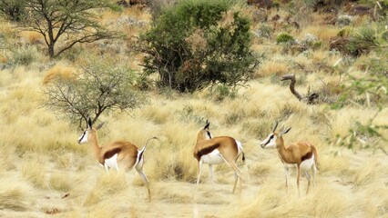 A small herd of springboks, Mokala National Park.