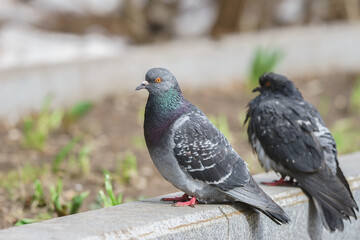 Two pigeons sitting on green grass in the park - 779064497