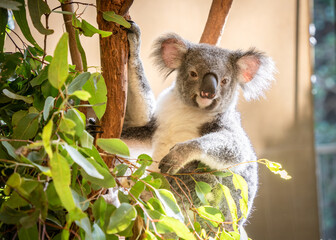 Closeup portrait of cute koala bear chilling on eucalyptus tree, australian native wildlife
