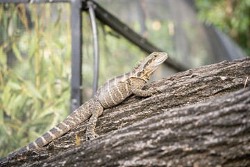 Inland bearded dragon lizard climbing the tree trunk, australian native wildlife