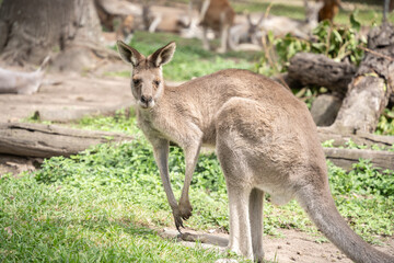 Naklejka na ściany i meble Standing kangaroo checking its environment, australian native wildlife