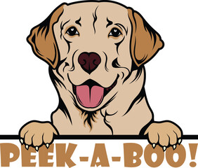 Labrador Retriever Dog Peeking Peekaboo