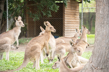 Group of kangaroos chilling and looking into distance, australian native wildlife