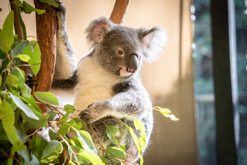 Closeup portrait of cute koala bear chilling on eucalyptus tree , Australian native wildlife
