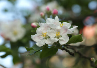 Kwitnące Jabłonie. 