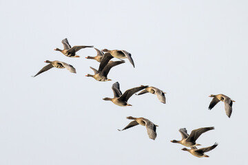 geese