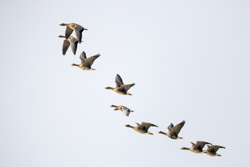 geese