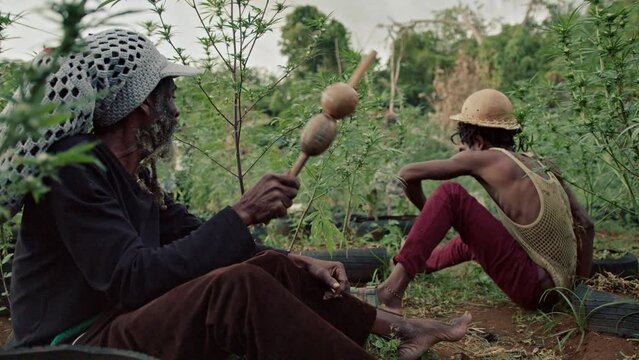 Weed Farm and Rastafari Jamaica Man