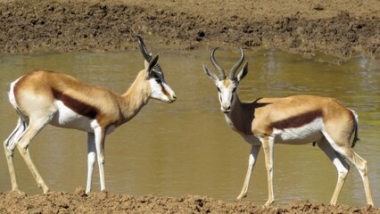 A pair of Springbok rams (Antidorcas Marsupialis) at Stofdam hide, Mokala National Park, Free State.