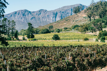 Fototapeta na wymiar Centuries old vineyards at Franschhoek, Western Cape, South Africa