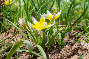 Detail shot of yellow star tulip flowers with leaves