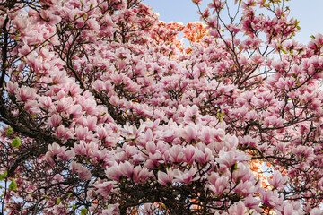 Large beautiful blooming magnolia tree