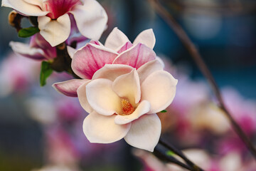 Macro image of magnolia flower
