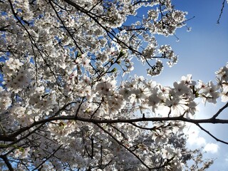 Obraz premium 桜