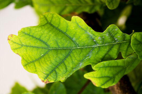 Fig leaf on beige background