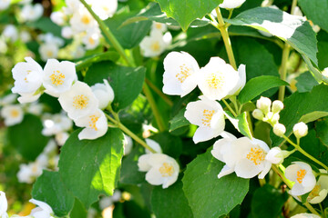 white flowers of blooming jasmine close up