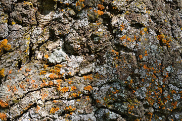 a tree bark with lichen on it isolated