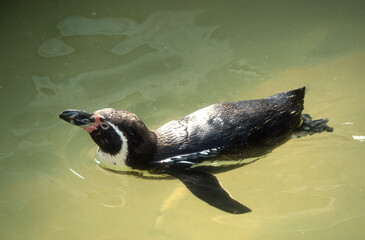 Naklejka premium Manchot de Humboldt,.Spheniscus humboldti , Humboldt Penguin