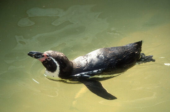 Manchot de Humboldt,.Spheniscus humboldti , Humboldt Penguin