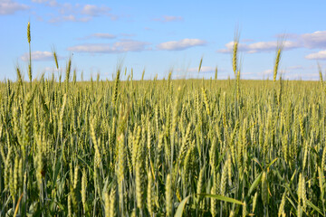 a field of wheat with a sky in the background 