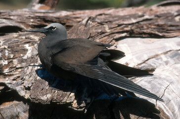Noddi marianne,.Anous tenuirostris, Lesser Noddy, Seychelles