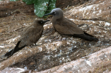 Noddi marianne,.Anous tenuirostris, Lesser Noddy, Seychelles