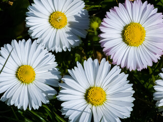 Delicate white and pink Daisies or Bellis perennis flowers on green grass. Lawn Daisy blooms in spring © Nataliia