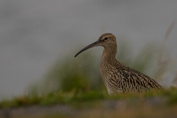 Eurasian curlew on a rainy day