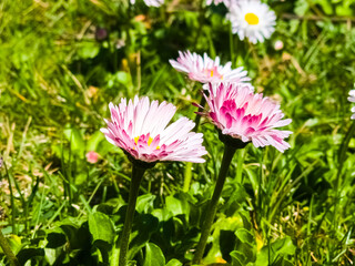 Delicate white and pink Daisies or Bellis perennis flowers on green grass. Lawn Daisy blooms in spring