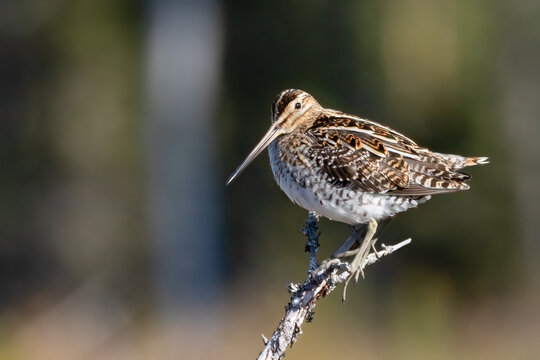 Common snipe is long-legged wading bird long-legged, birds, avian, fauna, animal, migratory, migration, time, spring, summer, wild, wildlife, outdoor, outdoors, 