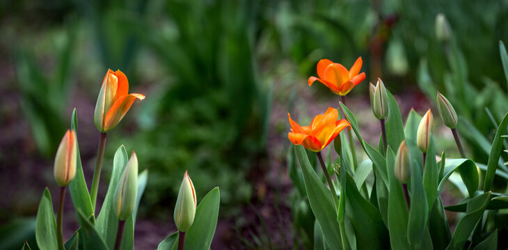 Spring joy in the form of flowers.Orange tulips.Decorative spring flower. Personal plot.
