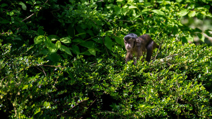 the squirrel in the jungle