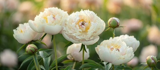 A cluster of white peonies bloom abundantly in a field, creating a beautiful display of flowers under the sunlight. - obrazy, fototapety, plakaty
