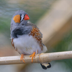 Passereau diamant mandarin avec un bec orange