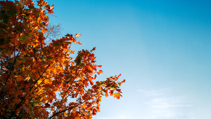 Red and yellow maple leaves against a blue sky. Autumn background. - 779078250