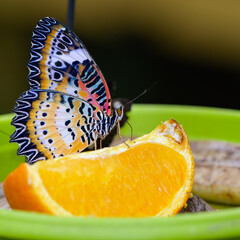 Papillon posé sur un quartier d'orange