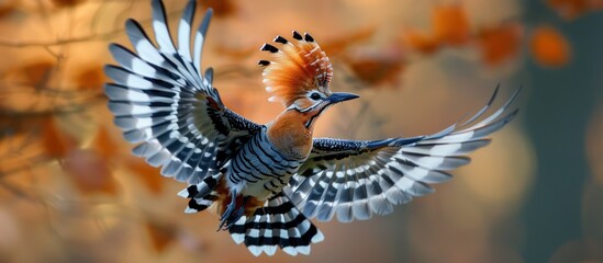 A Hoopoe bird gracefully flies through the air, wings spread wide. Its distinctive plumage catches the sunlight as it navigates the sky. - obrazy, fototapety, plakaty