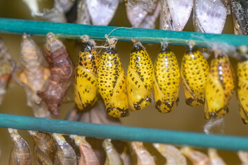 Chrysalides de papillon jaunes
