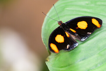 Papillon noir à points orange ur une feuille - obrazy, fototapety, plakaty
