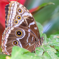 Papillon marron sur une feuille
