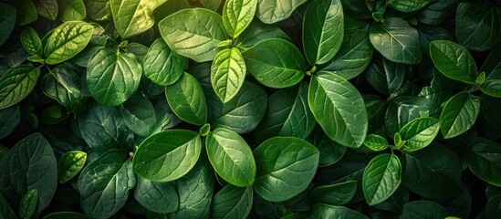 A detailed view of a bush with vibrant green leaves seen up close, showcasing the intricate patterns and textures of the foliage. - obrazy, fototapety, plakaty