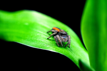 Phidippus Johnson jumping spider, jump spider, phidippus johnson spiders animal arachnid group of...