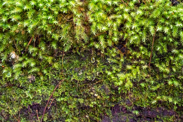 Fototapeta premium Green moss grows on the bark of a tree, in a public or natural park. The tree is covered with moss due to the high humidity of the climate. Textured natural background.