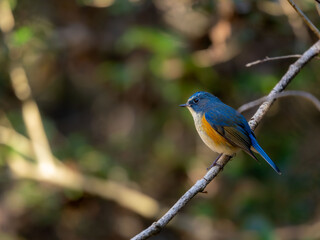 森の中で枝に留まっているルリビタキの雄