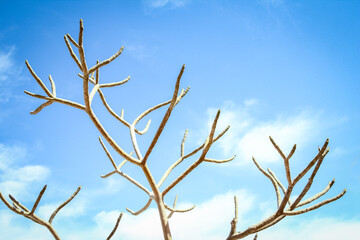 Beautiful bare trees on the sea nature background