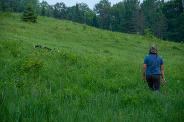 Naklejka na ściany i meble A woman walks with her border collie dog in a field in the summer