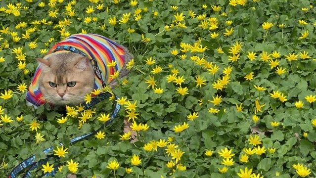 Cat sits in yellow flowers buttercup.