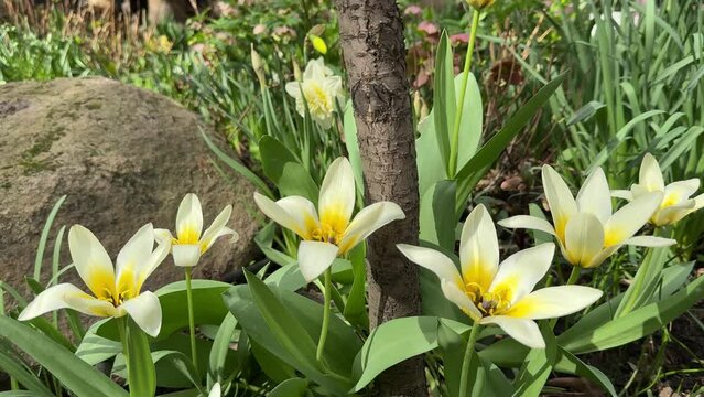 Tulips flowers in the garden